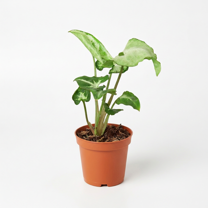 A Potted Syngonium ‘white butterfly’ plant with white leaves and green edges in a brown 4” pot on a white surface against a white background.