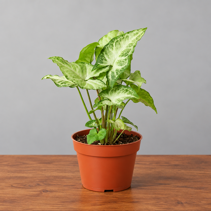 Syngonium White Butterfly plant in a brown pot, featuring light green to grey heart-shaped leaves on a brown table grey background 