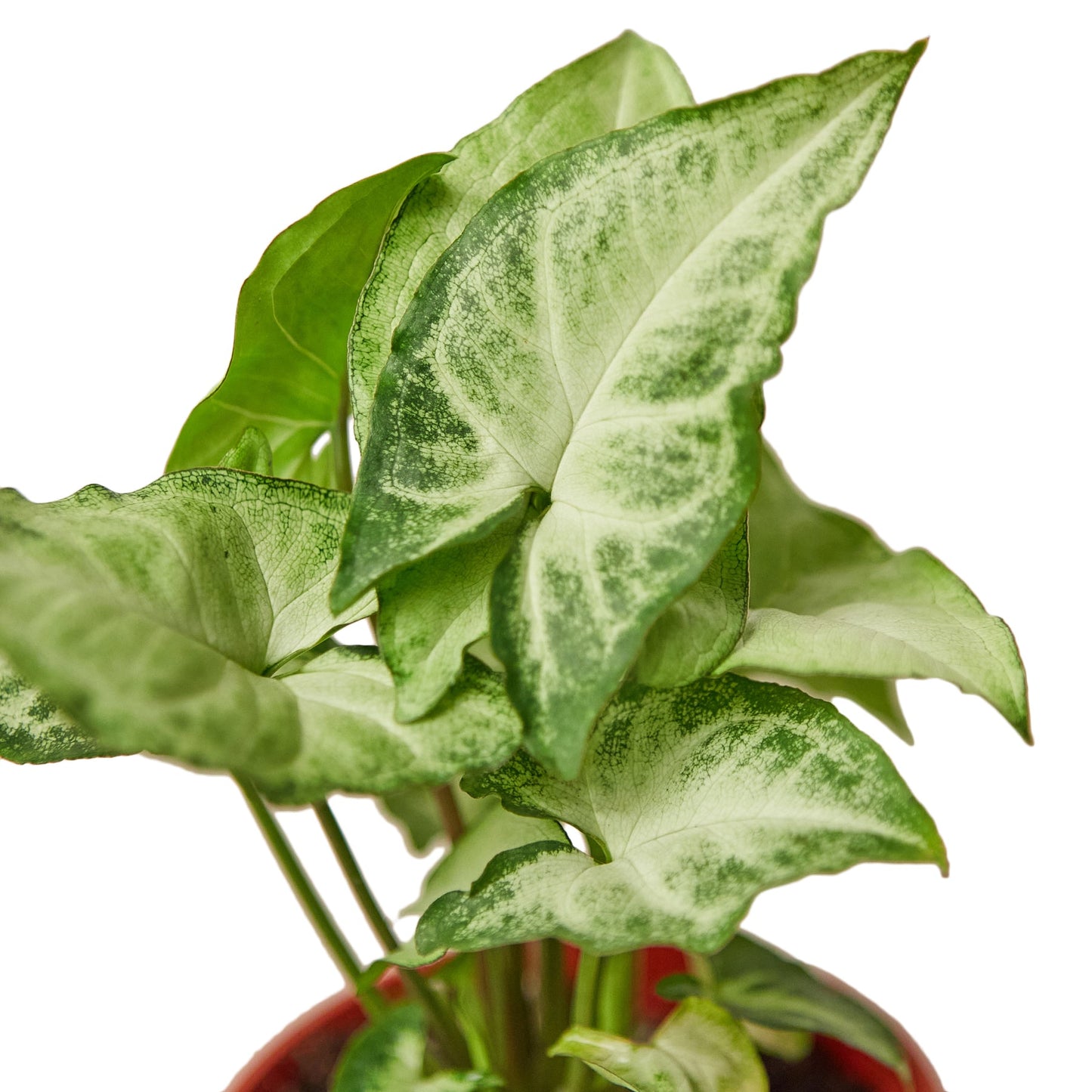 Syngonium White Butterfly plant with washed out bright green to light grey, heart-shaped leaves in a red pot.