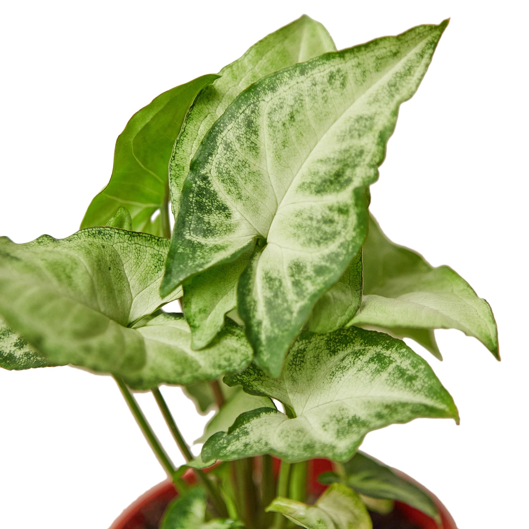Syngonium White Butterfly plant with washed out bright green to light grey, heart-shaped leaves in a red pot.