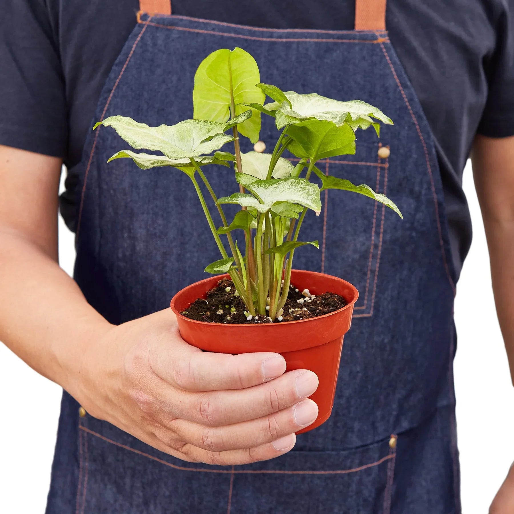 Person in denim apron holding a small Syngonium White Butterfly plant in an orange pot.