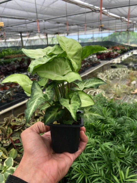 Hand holding a small Syngonium White Butterfly plant with light green, heart-shaped leaves in a black pot.
