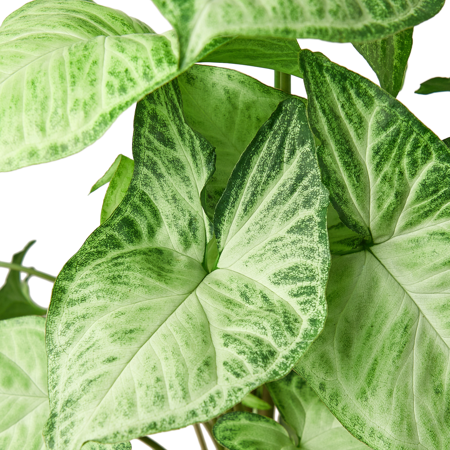 Close-up of a Syngonium White Butterfly plant with heart-shaped, light green and grey leaves.