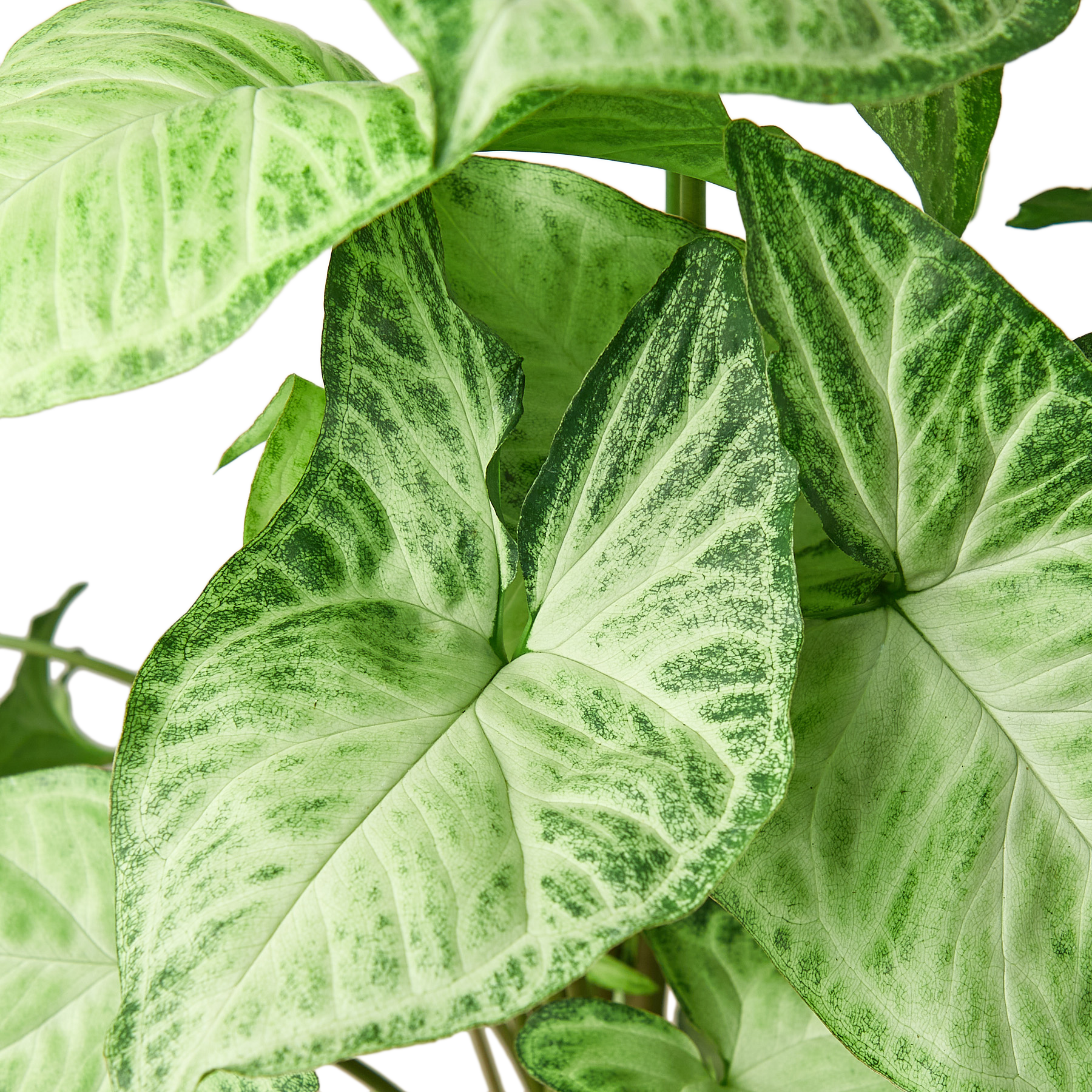 Close-up of a Syngonium White Butterfly plant with heart-shaped, light green and grey leaves.