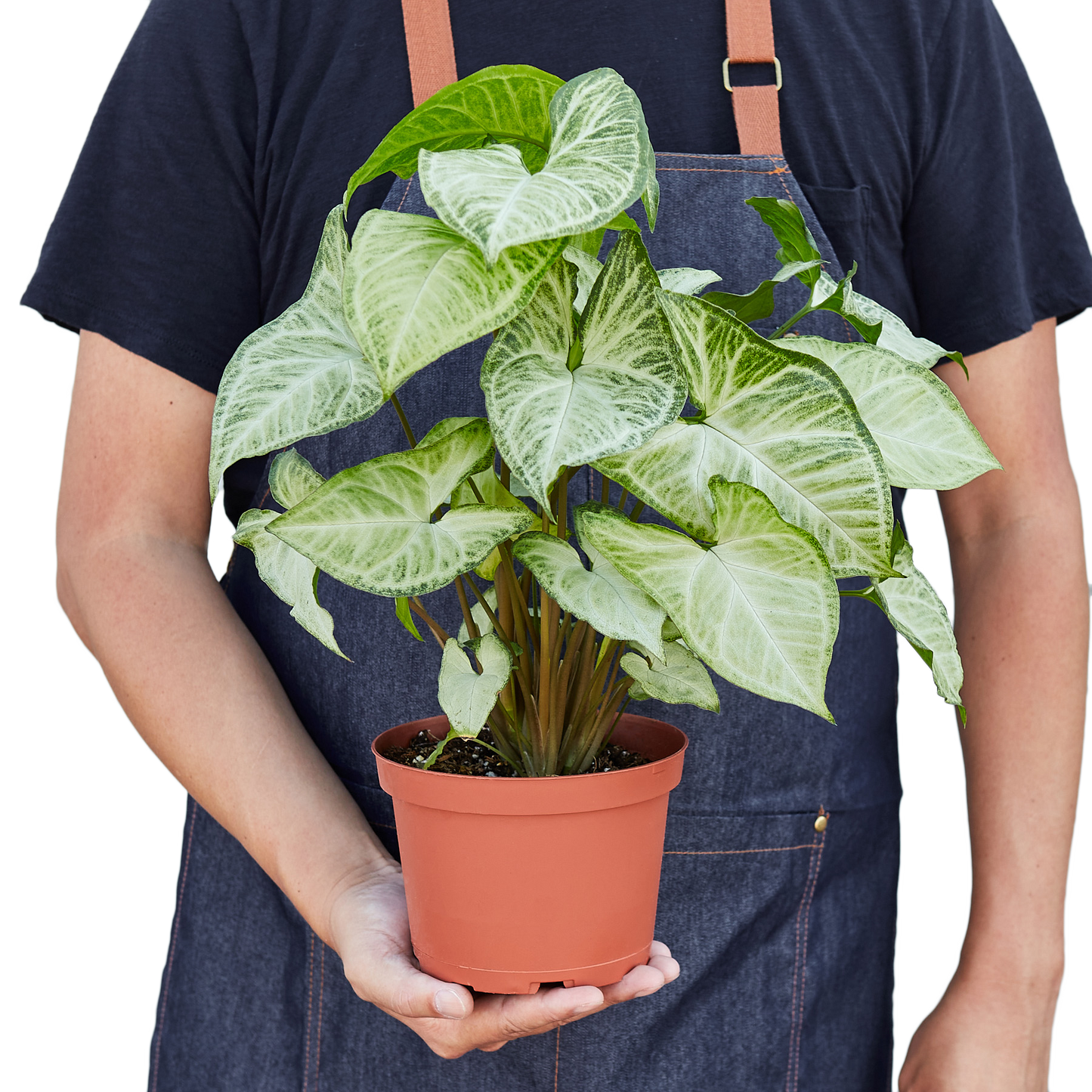Person in apron holding a potted Syngonium White Butterfly plant with light green and grey heart-shaped leaves.