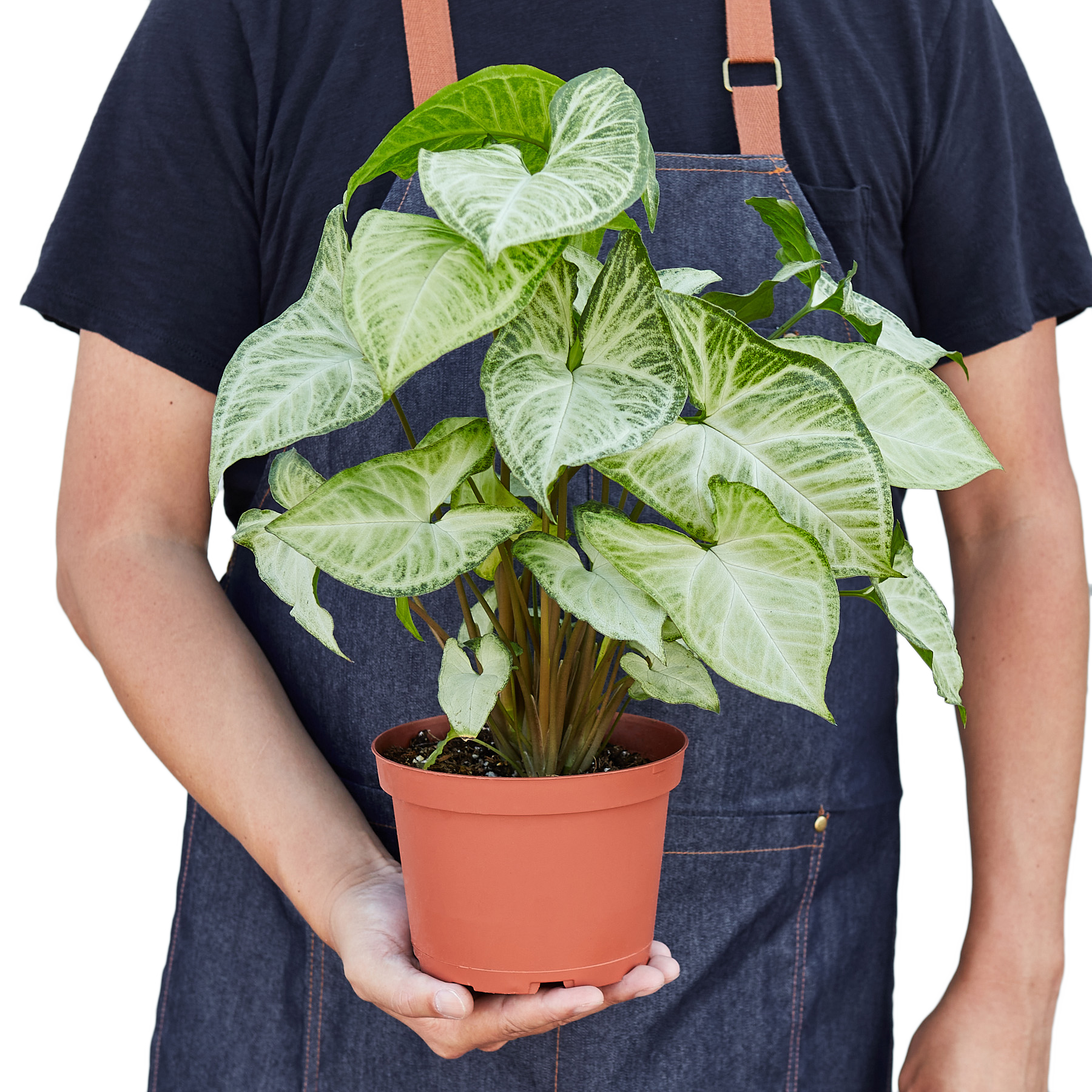 Person in apron holding a potted Syngonium White Butterfly plant with light green and grey heart-shaped leaves.