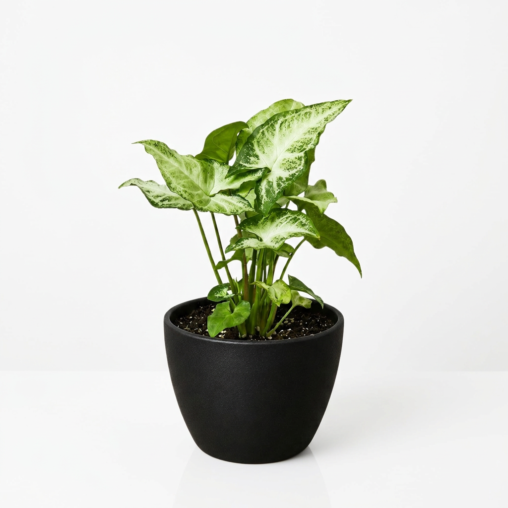 Potted syngonium ‘white butterfly’ plant with white leaves and green edges shaped like an arrowhead  in a black pot on a white background and white surface.