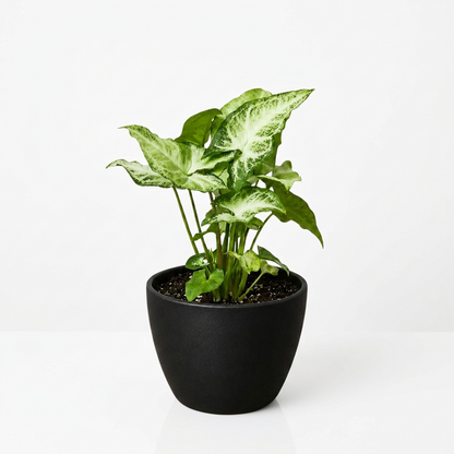 Potted syngonium ‘white butterfly’ plant with white leaves and green edges shaped like an arrowhead  in a black pot on a white background and white surface.