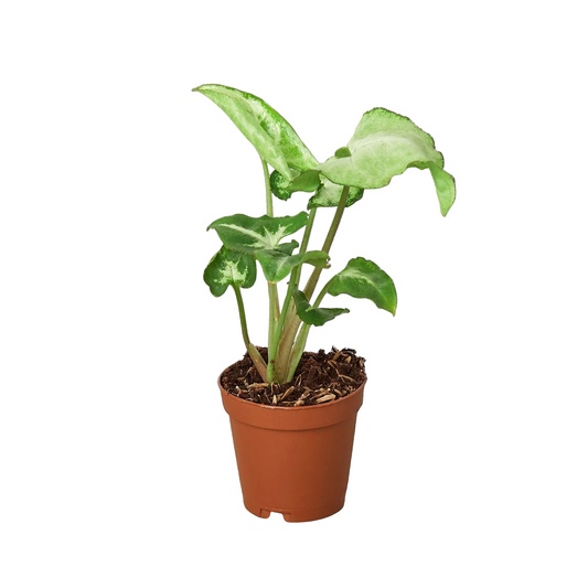 A Potted Syngonium ‘white butterfly’ plant with white leaves and green edges in a brown pot.