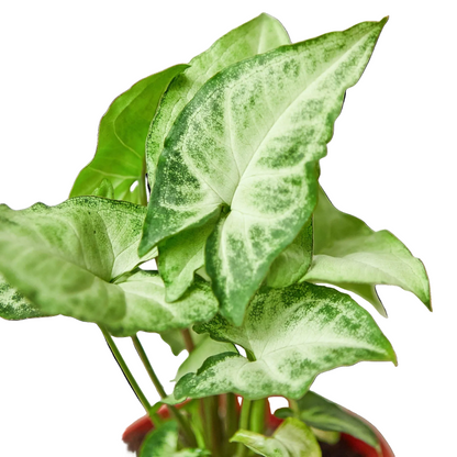 A Potted syngonium ‘white butterfly’ plant with white leaves and green edges in a brown pot on a white background.