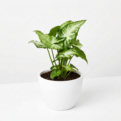 A syngonium white butterfly with green and white vein leaves shaped like an arrowhead in a white eco pot on a white surface and white background.