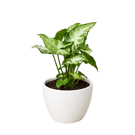 A syngonium white butterfly with green and white vein leaves shaped like an arrowhead in a white eco pot.