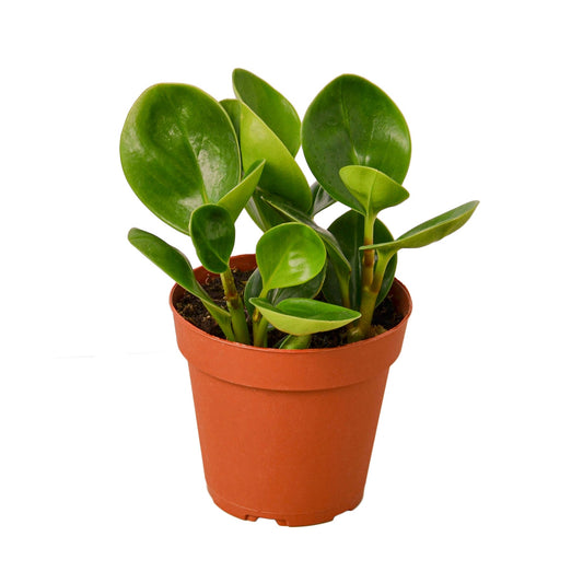 Compact Peperomia 'Thailand' plant with thick, glossy, deep green leaves in a brown pot.