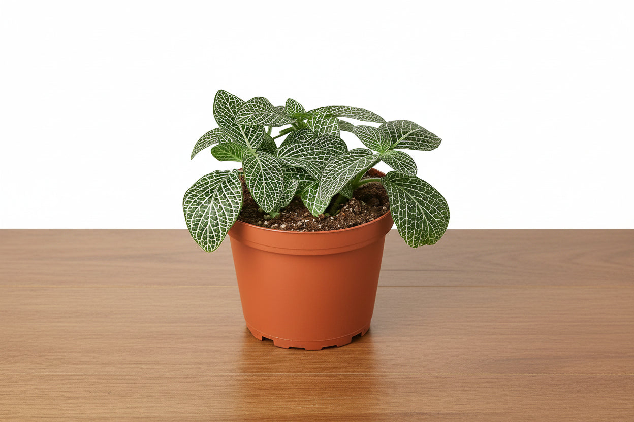 Fittonia 'White' plant in a brown nursery pot, featuring green leaves with intricate white veining.