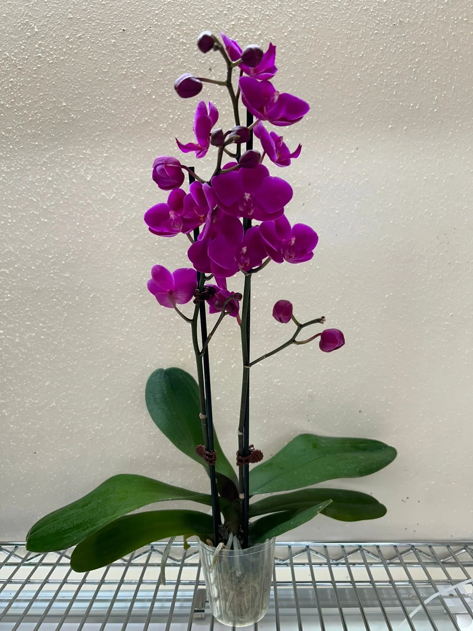 Vibrant purple Phalaenopsis Orchid with multiple blooms and green leaves in a clear nursery pot.