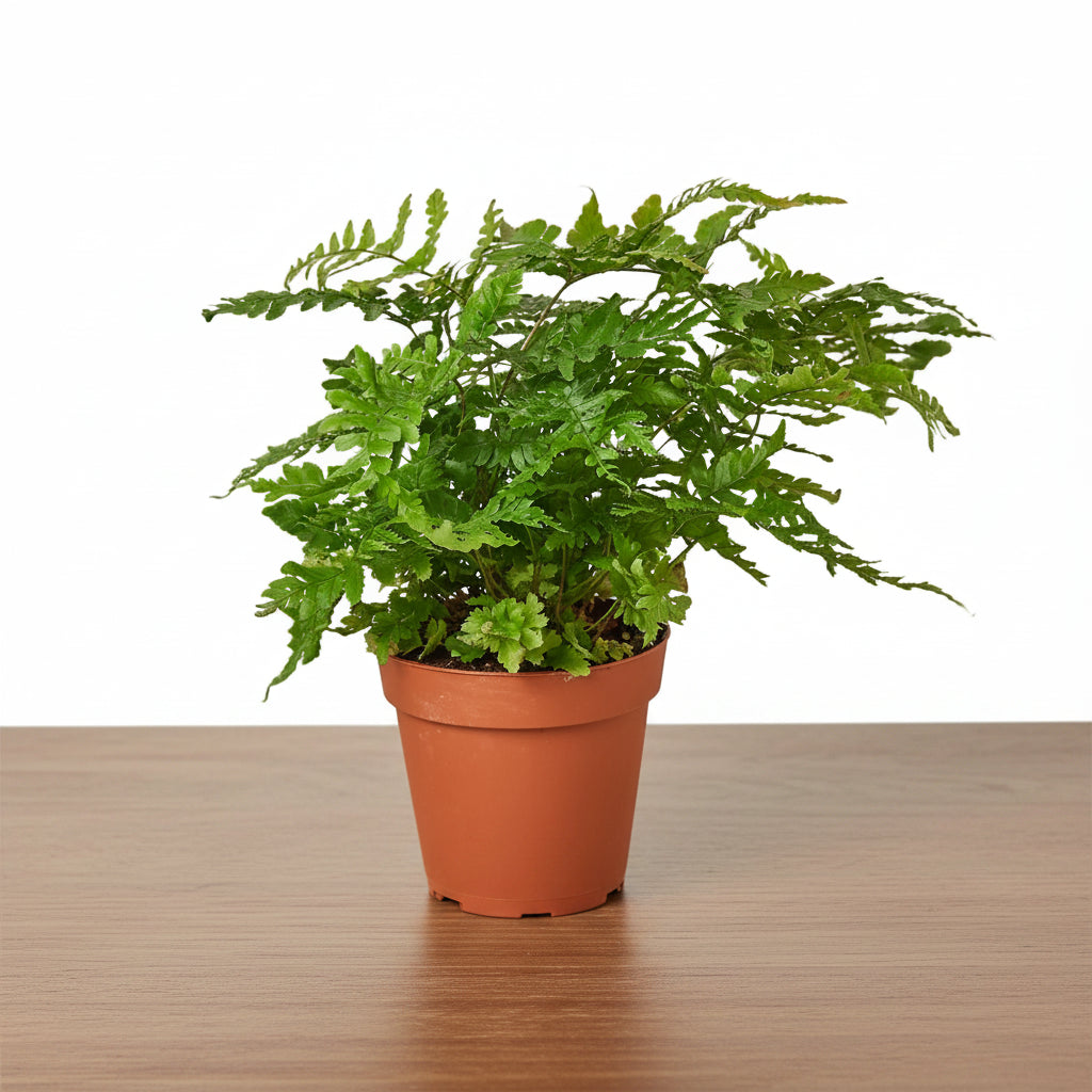 Lush green Autumn Fern in a terracotta nursery pot, showcasing its warm-toned, rich copper and green foliage.