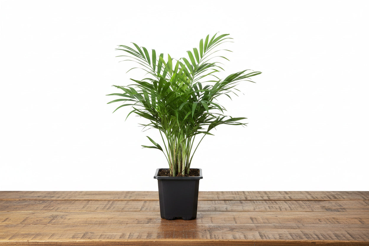 Lush green Parlor Palm in a black nursery pot, with graceful, arching fronds.