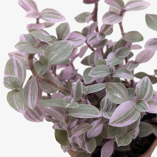 Tradescantia Callisia 'Pink Panther' plant with pink, green, and cream variegated leaves.