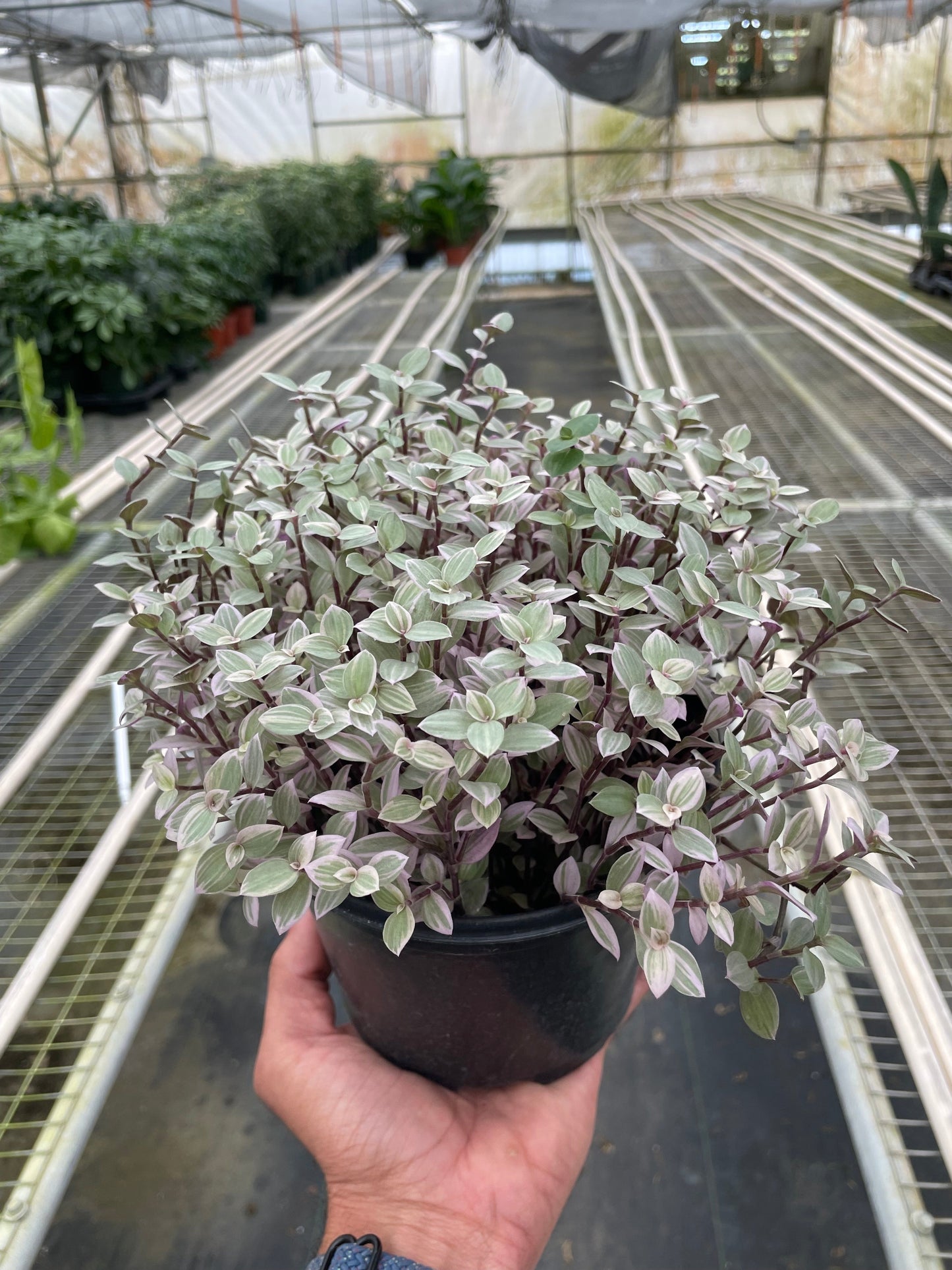 Tradescantia Callisia 'Pink Panther' plant in a black pot, held in hand, showing pink, green, and cream leaves.