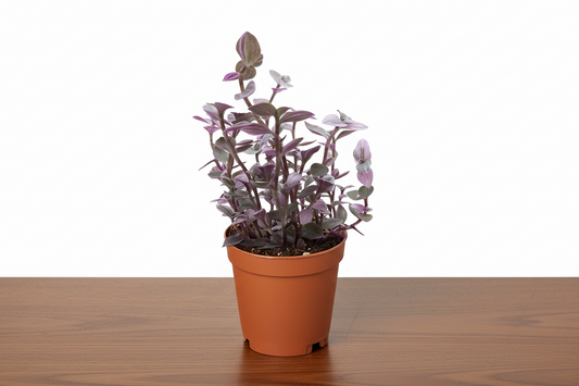 Tradescantia Callisia 'Pink Panther' plant in a brown pot, featuring pink, green, and cream leaves.
