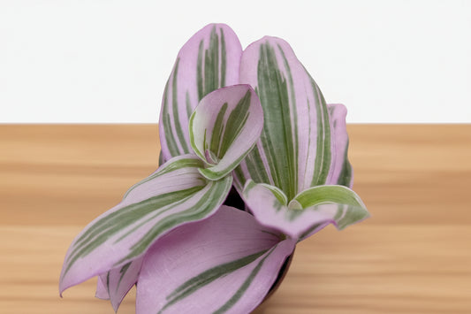 Tradescantia 'Nanouk' plant with vibrant green, pink, and purple variegated leaves on a wooden surface.