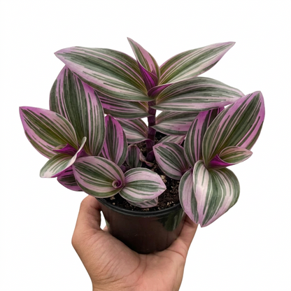 Hand holding a small Tradescantia 'Nanouk' plant with green, pink, and purple variegated leaves.