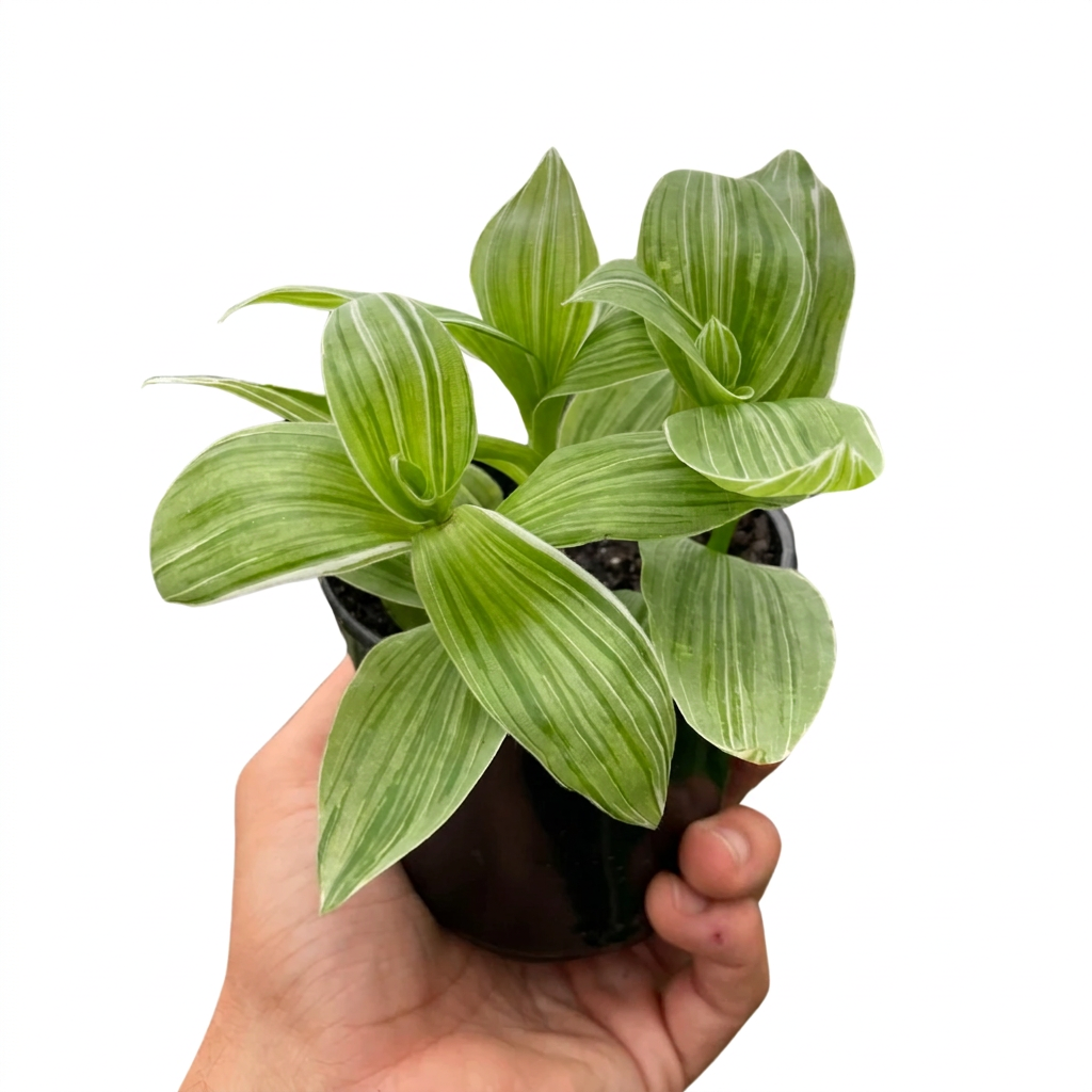 Hand holding a potted tradescantia sanna plant with green tear drop shaped leaves with white strips in a small black pot.
