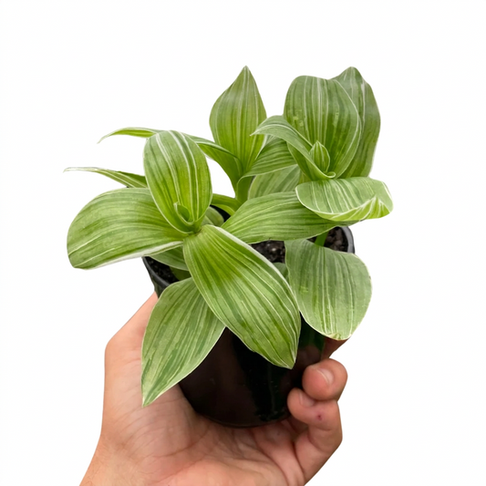 Hand holding a potted tradescantia sanna plant with green tear drop shaped leaves with white strips in a small black pot.
