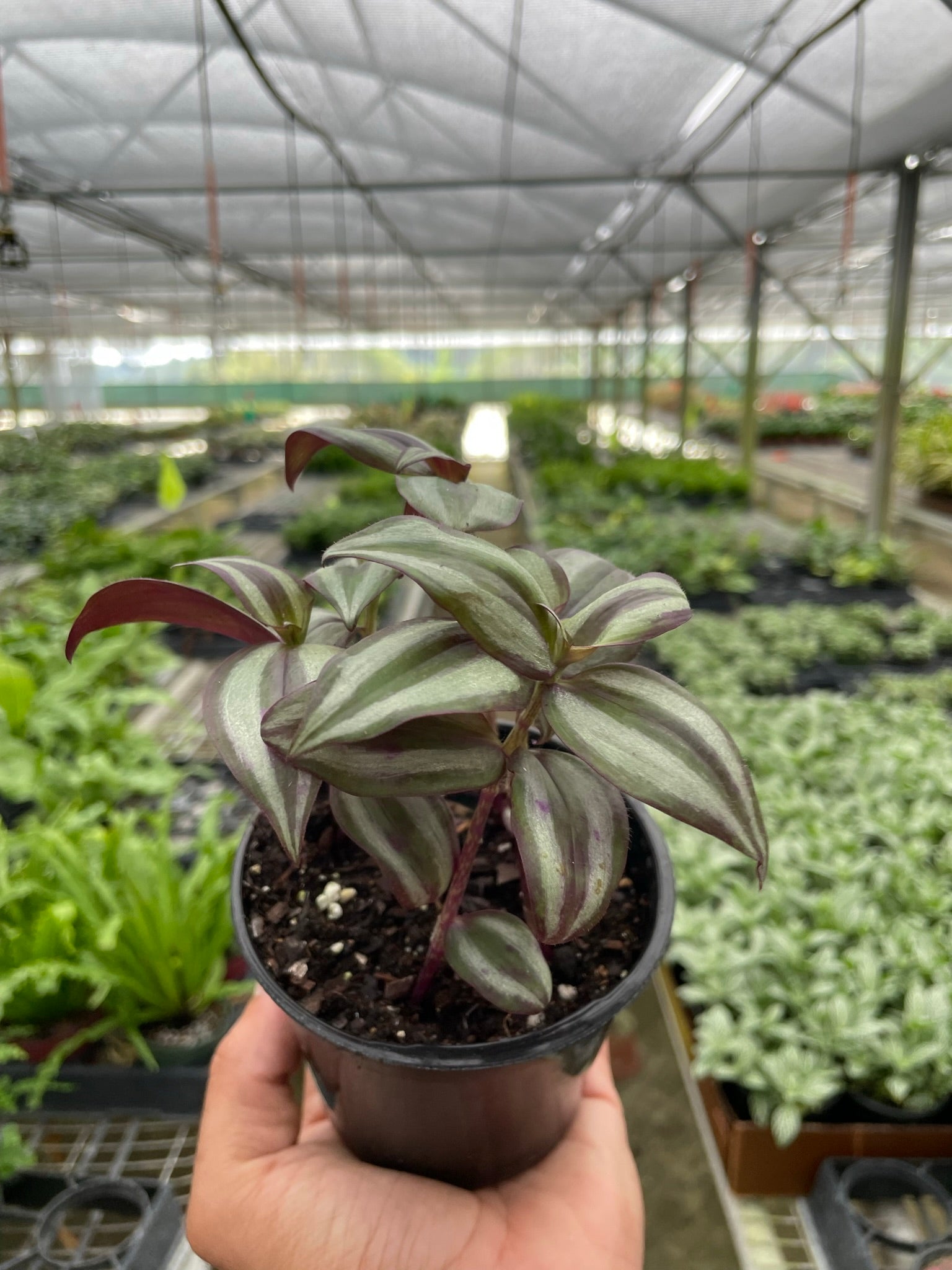 Tradescantia Zebrina 'Wandering Dude' plant with green, silver-striped, and purple leaves in a black pot.