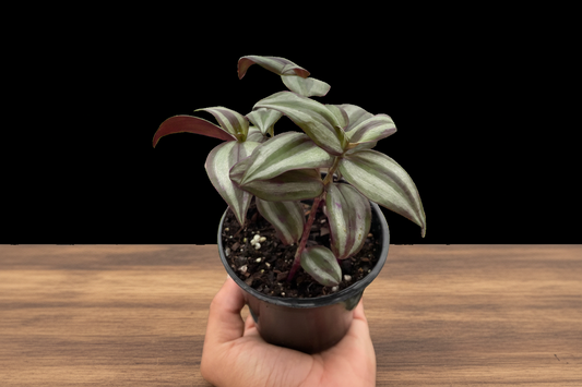 Hand holding a potted Tradescantia Zebrina 'Wandering Dude' with green, purple, and silver-striped leaves.