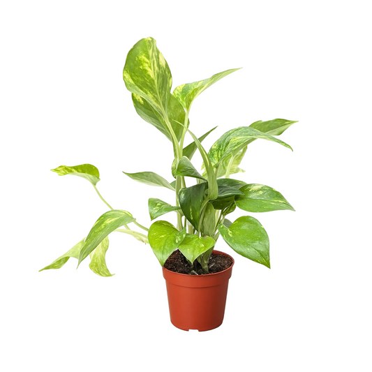A potted trailing ‘golden’ pothos plant with variegated green and yellow leaves in a small brown pot. 