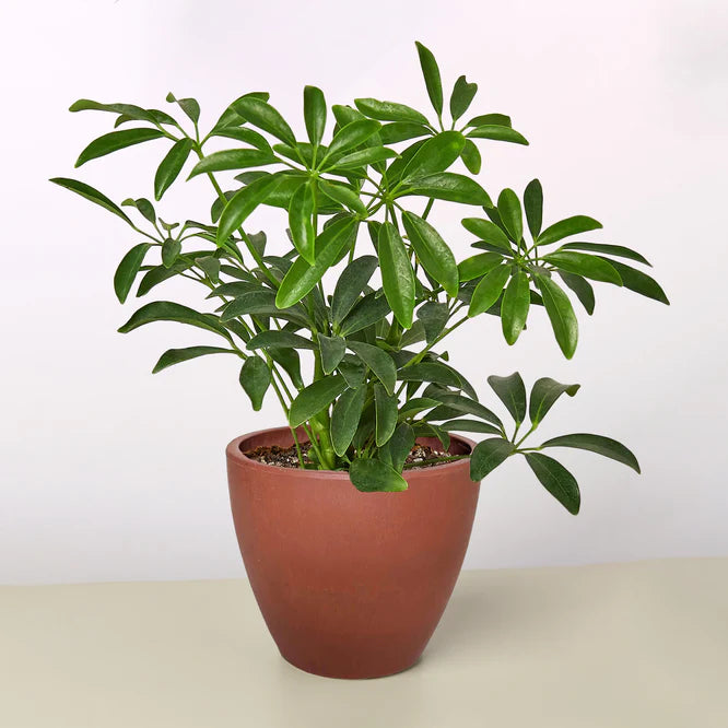 Schefflera Arboricola 'Umbrella'