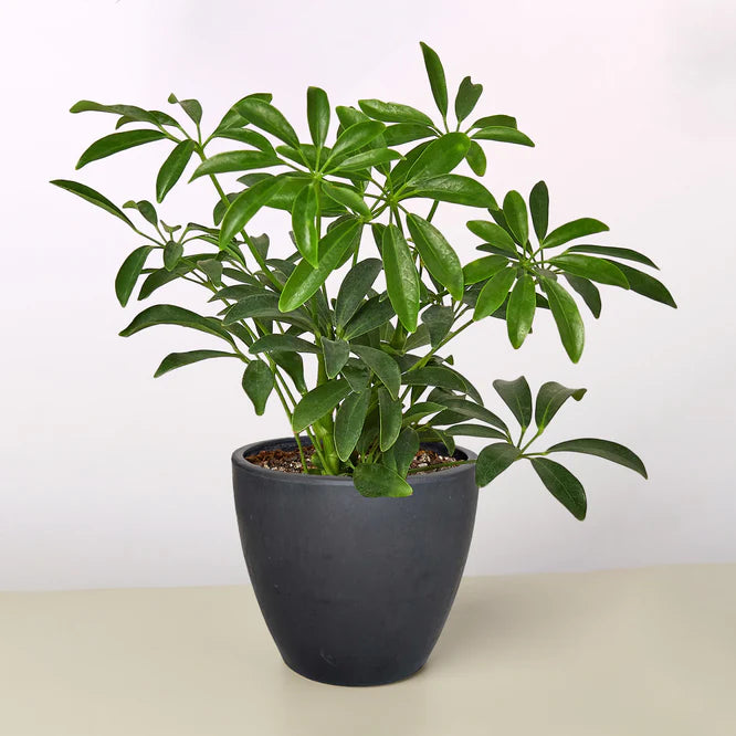 Schefflera Arboricola 'Umbrella'