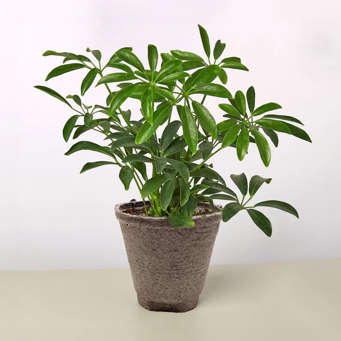 Schefflera Arboricola 'Umbrella'