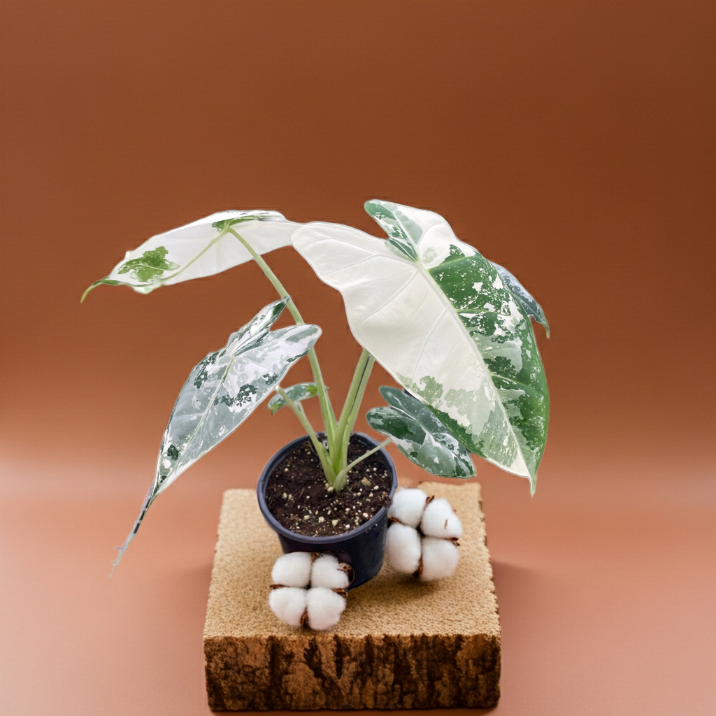 Variegated Alocasia Frydek | Alocasia micholitziana 'Variegata'