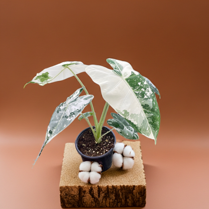 Alocasia ‘Frydek Variegated’
