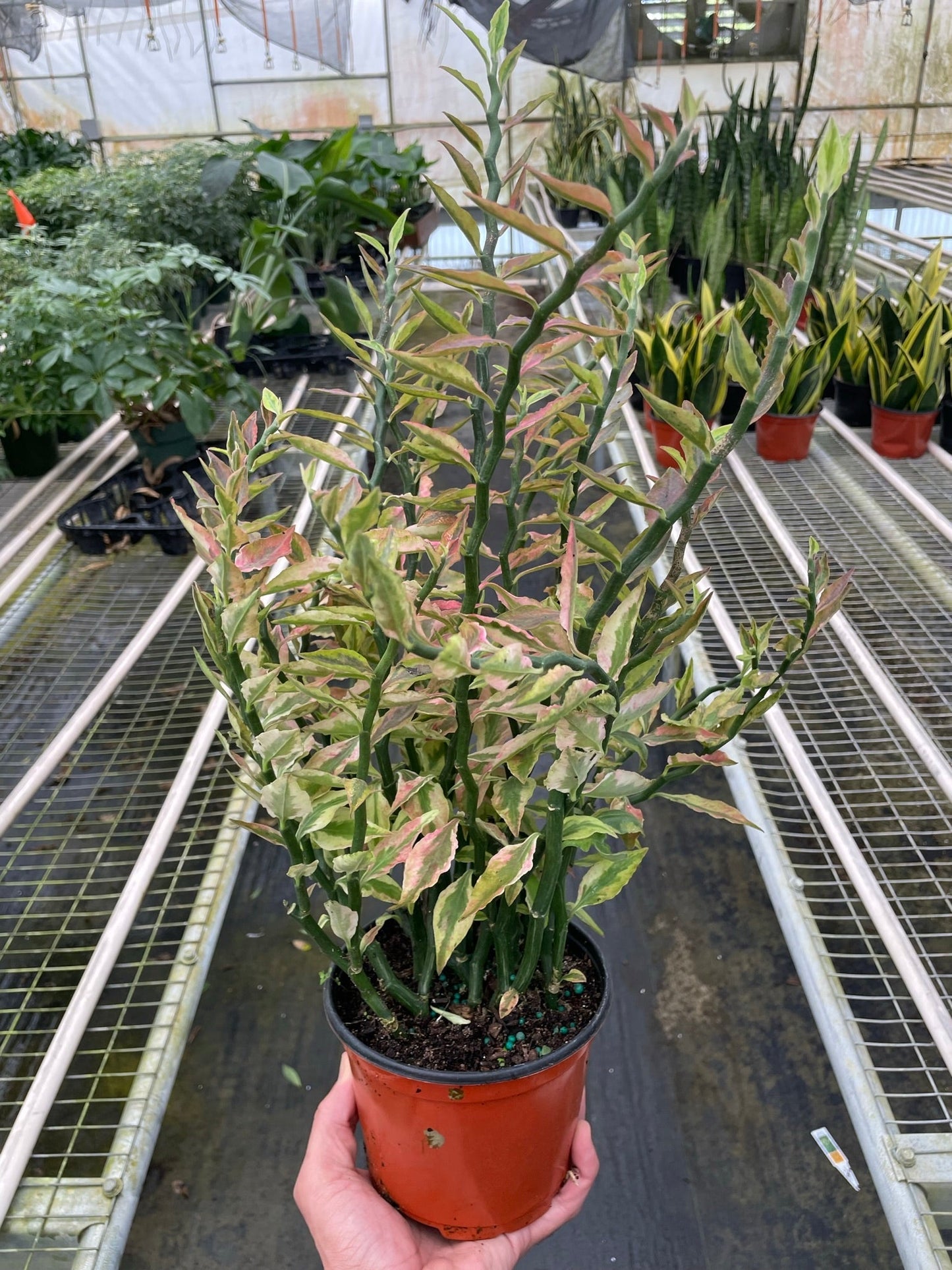 Variegated Devil's Backbone Euphorbia with zig-zag stems and chartreuse, cream, and pink leaves in a pot.