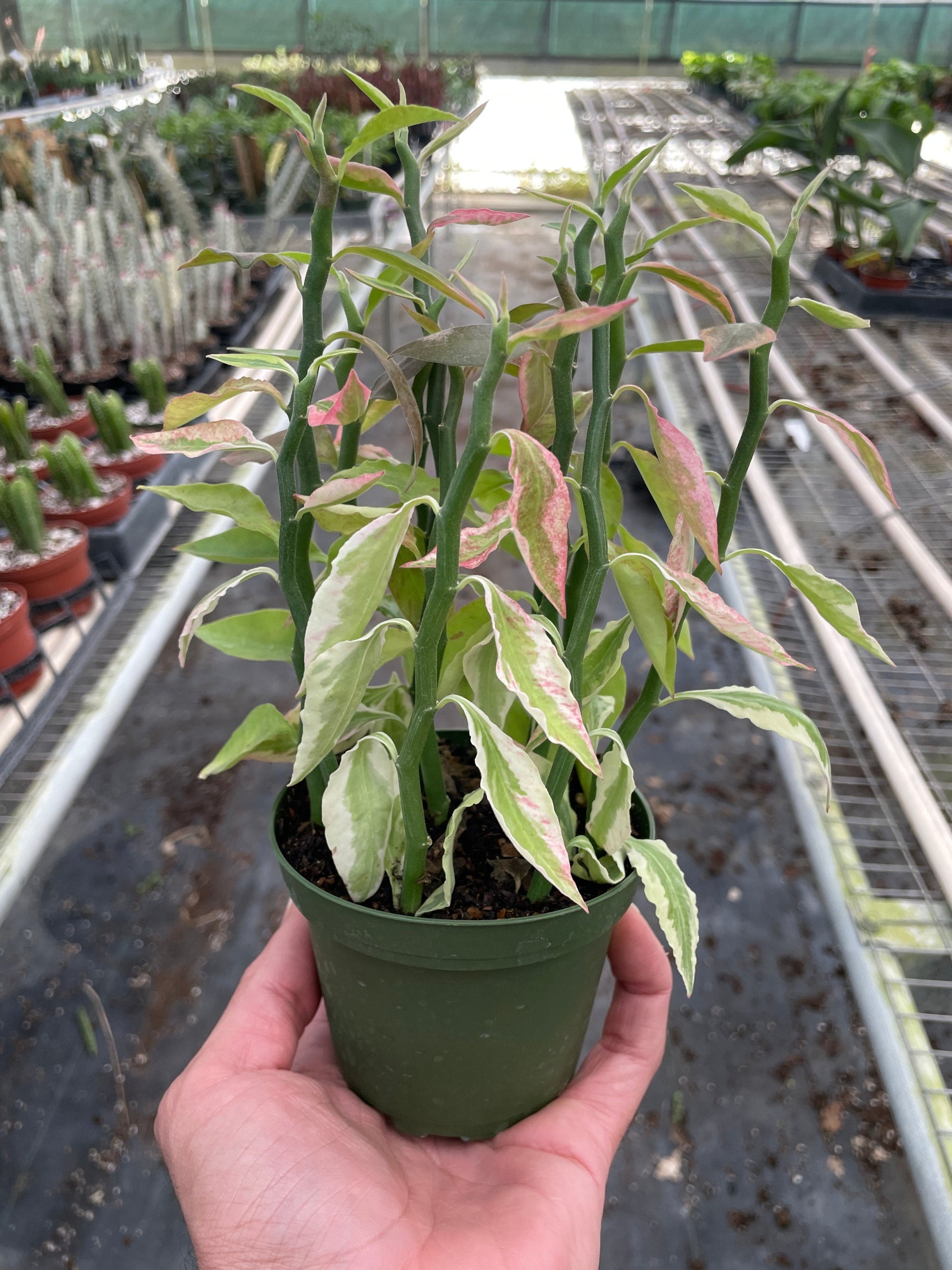 Hand holding a small Variegated Devil's Backbone Euphorbia with green, white, and pink leaves in a green pot.