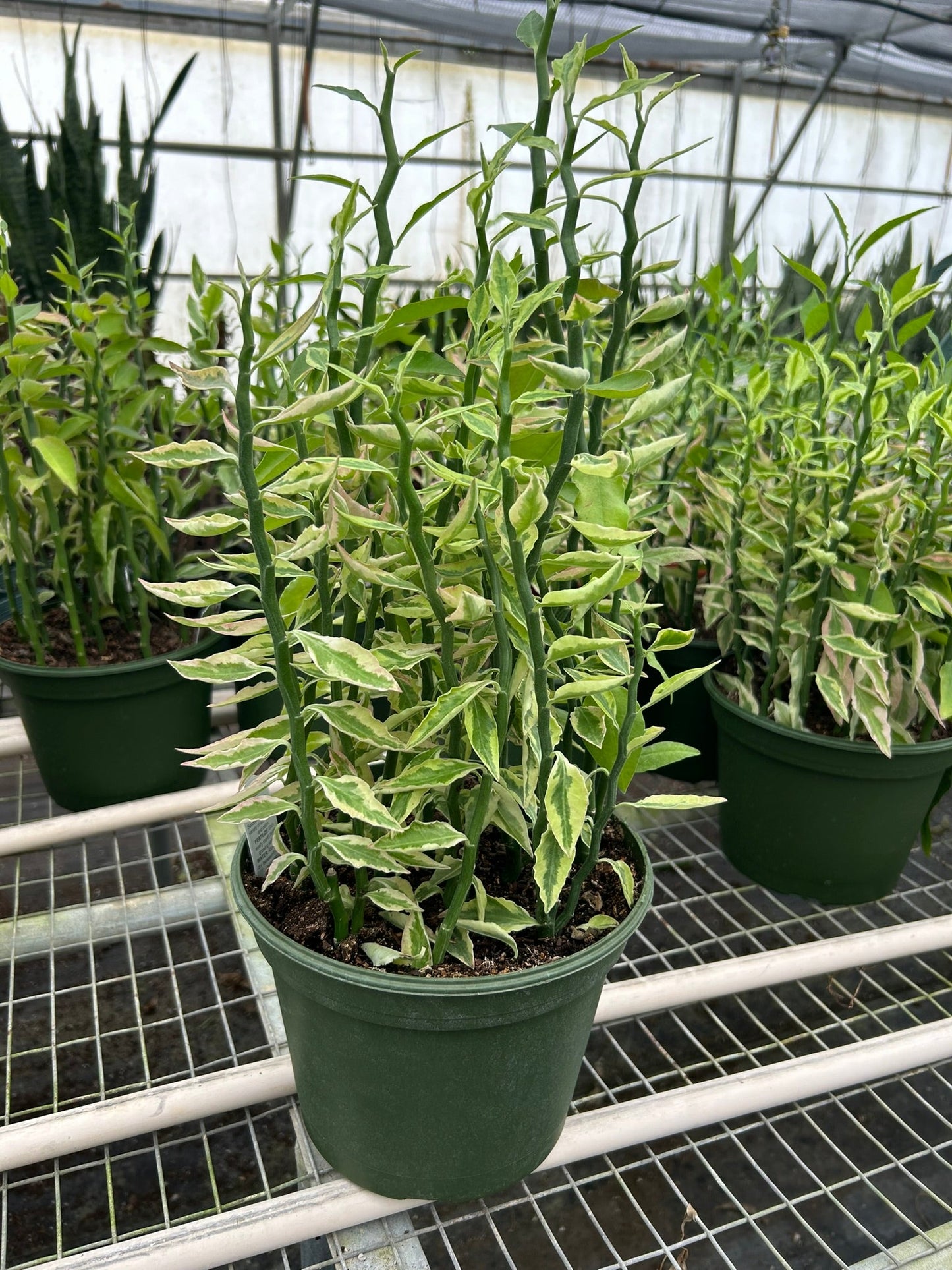 Variegated Devil's Backbone Euphorbia with zig-zag stems and chartreuse, yellow, and cream leaves in a green pot.