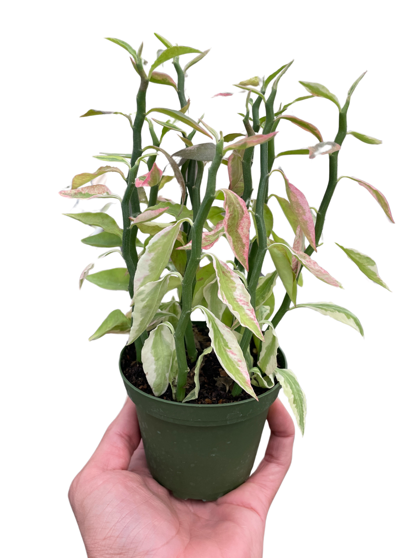 Hand holding a small Variegated Devil's Backbone Euphorbia with zig-zag stems and pink, cream, green leaves.
