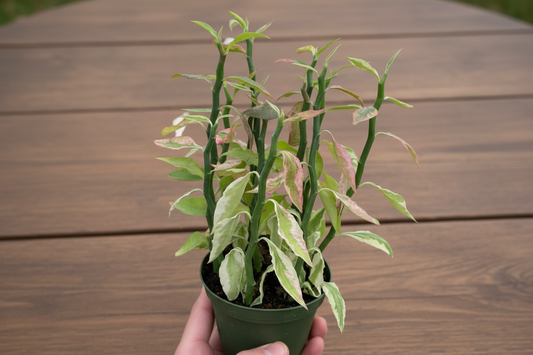Variegated Devil's Backbone Euphorbia in a green pot, showing zig-zag stems and green, cream, pink leaves.
