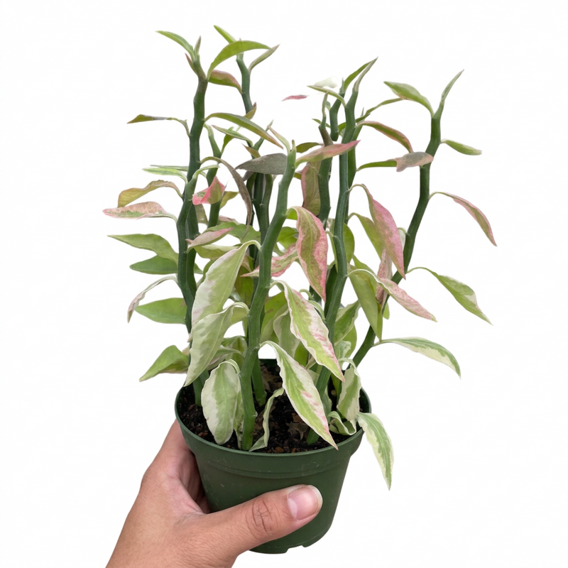 Hand holding a Variegated Devil's Backbone Euphorbia cactus in a green pot, showing zig-zag stems and green, cream, pink leaves growing in a green pot against a solid white background.