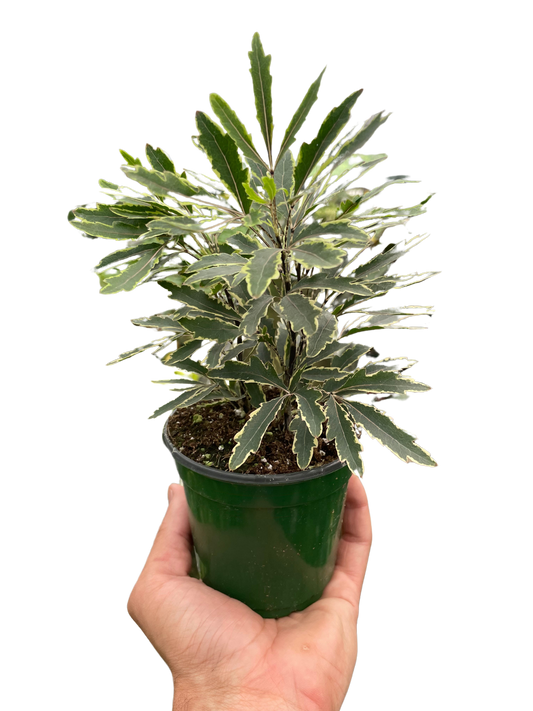 Hand hiding a potted Variegated False Aralia ‘Bianca’ with green leaves with cream colored edges in a green pot.