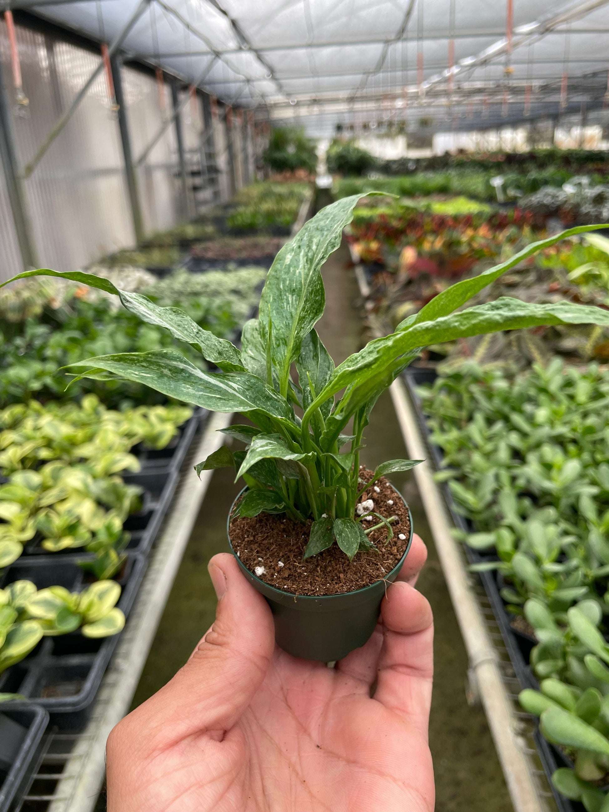 Hand holding a small Variegated Peace Lily 'Domino' plant with dark green leaves and white veins in a pot.