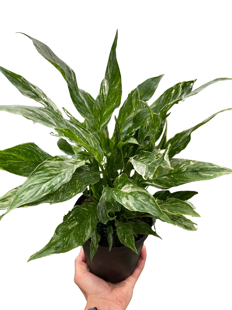 Hand holding a potted Variegated Peace Lily 'Domino' with dark green leaves and creamy white veins.