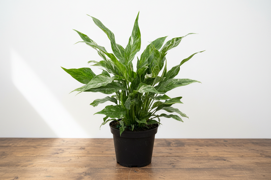 Variegated Peace Lily 'Domino' in a black pot, showcasing dark green leaves with creamy white veins.