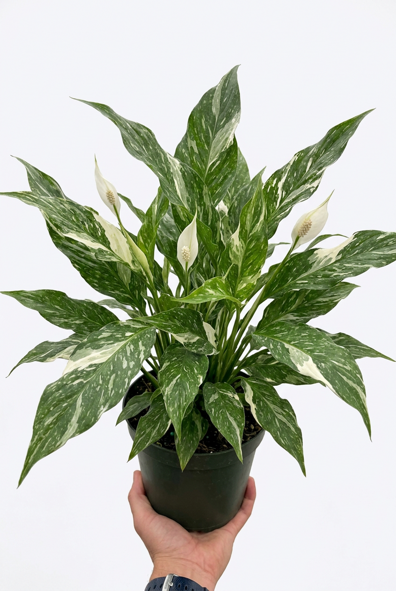 Hand holding a potted Variegated Peace Lily 'Domino' with dark green leaves and creamy white veins in a black pot.