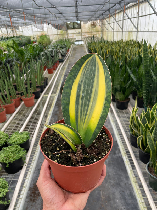 Variegated Shark Fin Snake Plant with striking green and yellow paddle-like leaves in a brown pot.