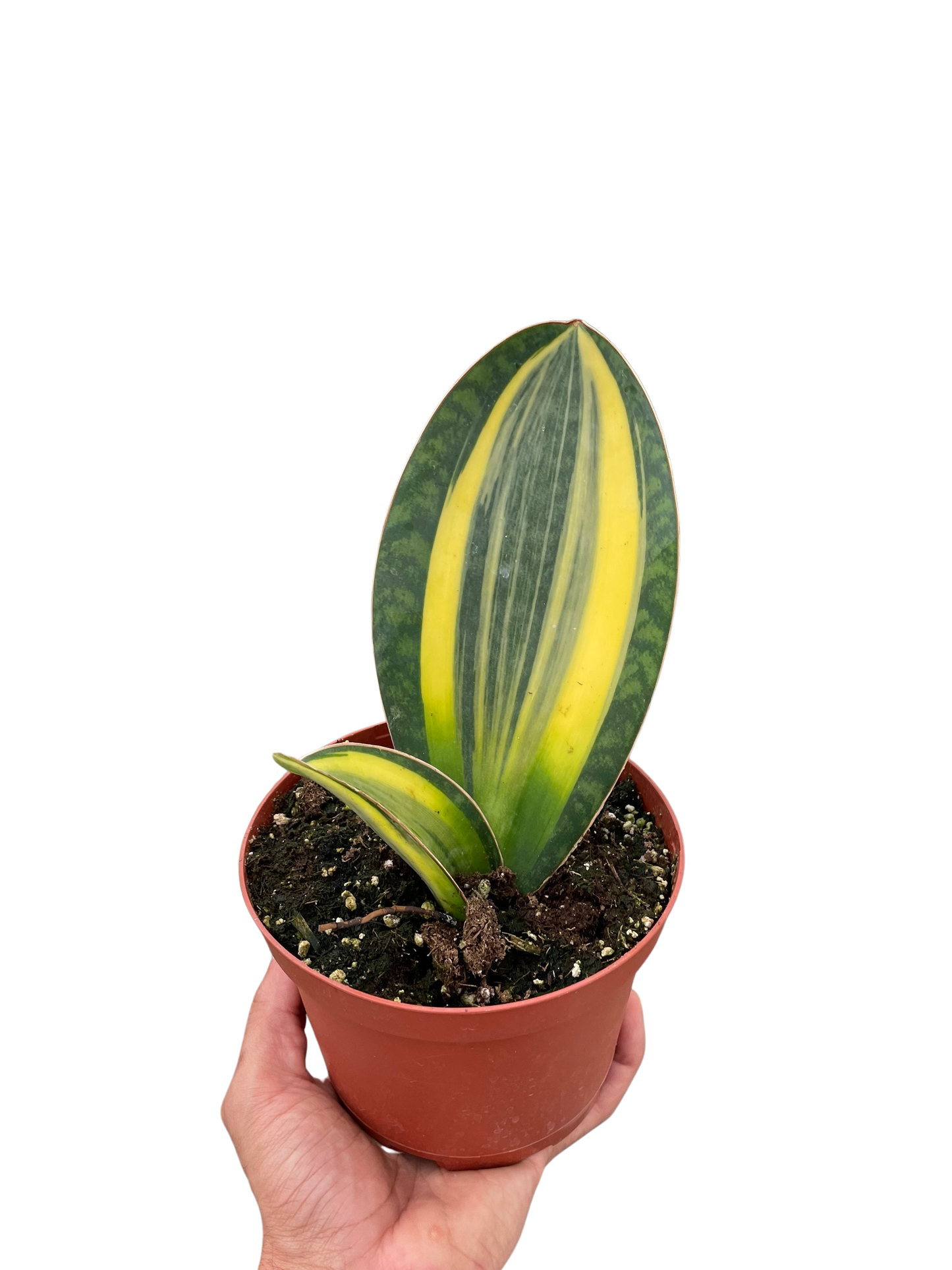 Variegated Shark Fin Snake Plant in a brown pot, held by a hand.