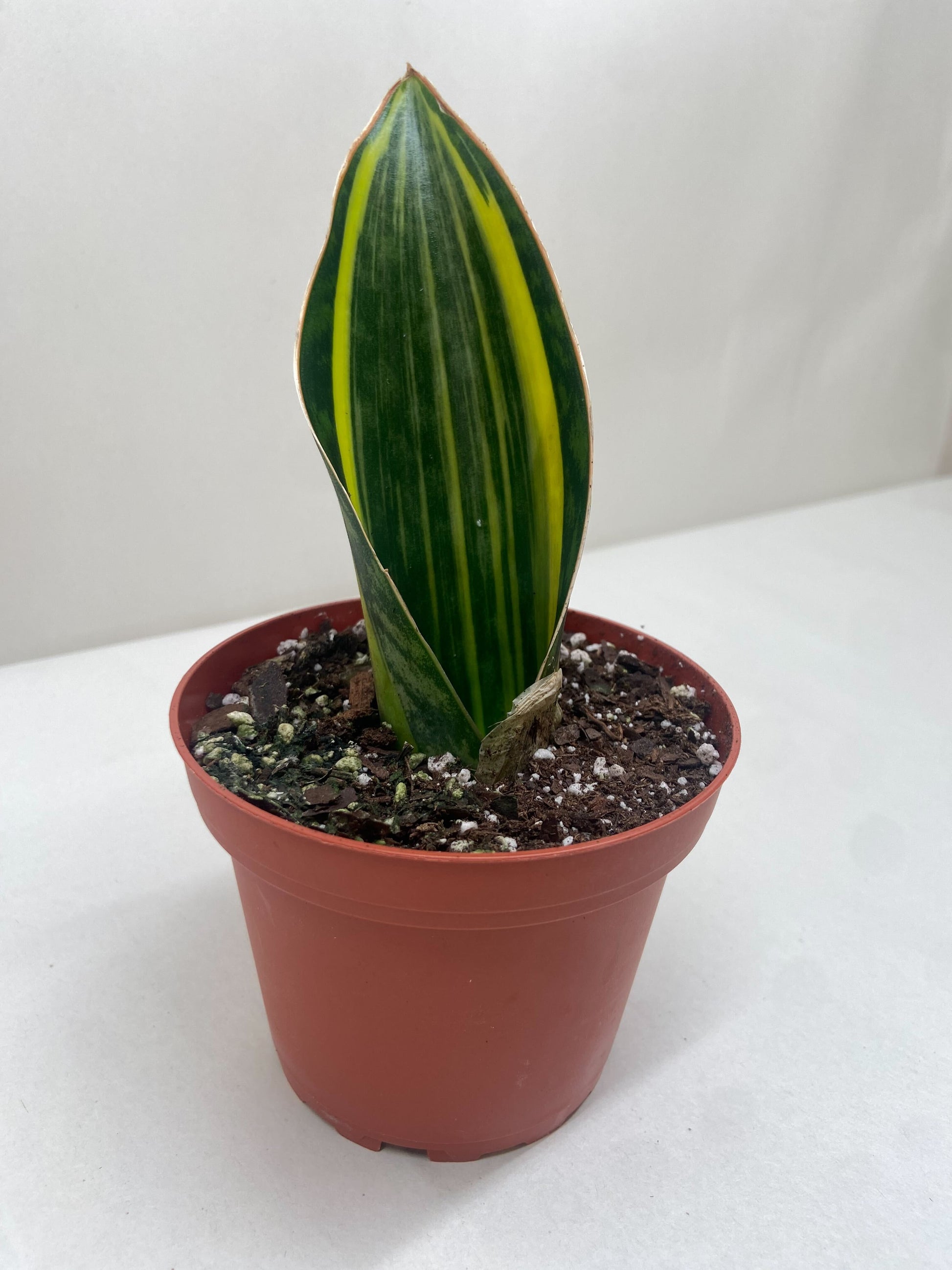 Variegated Shark Fin Snake Plant in a brown pot, featuring a single green and yellow striped leaf.